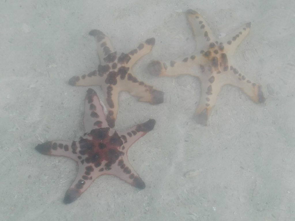 Starfish Island El Nido
